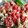 El cooksnap de Javier Perez Gajardo cuando hizo Salsa roja con caballa.