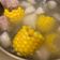 Maggie Hsieh 的 蘿蔔排骨玉米湯 cooksnap