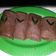 Cooksnap dari Handayani Infobromotour untuk resep Dadar Gulung Coklat