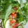 Nafisat Kitchen's cooksnap of when they made Dadden salad.