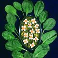 Sudipa Gope's cooksnap of when they made Palak Paneer.