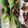 Cooksnap de Chloé Lucy Paris sur la recette Shangaï Pak Choi à la sauce d'huitre