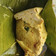 Cooksnap dari Putu Suarjana untuk resep Pepes Tahu Telur Wortel & Kemangi