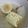 素了愿 的 清甜の蘿蔔玉米排骨湯 cooksnap
