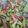 Fary Feroz's cooksnap of when they made Fresh salad.