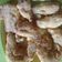 Cooksnap dari Ikha Retno Wati untuk resep Ayam krispy kentuki 3 bahan