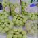 Cooksnap dari Hakiki Purba untuk resep Kukis klepon // Klepon Cookies