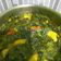 Cooksnap dari Inten Jamilah untuk resep Sayur Daun Singkong