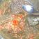 Cooksnap dari Golek Ono Dewe untuk resep Sambal Kencur (Sambel cikur)