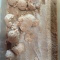 Cooksnap dari Dapur Asikhah untuk resep Es Krim Milo
