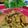 Tandra Dutta's cooksnap of when they made Banana Flower Dry Curry or Mochar Ghonto.