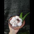 Cooksnap dari gempaLgempiL untuk resep Klepon tepung ketan