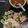 รูป Cooksnap ของ sorrawut Promthong เมื่อเขาทำ ข้าวมัน(อก)ไก่ สูตรไม่มันมาก
