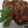 Cooksnap dari Tika Gartikayati untuk resep BACEM IKAN GINDARA