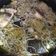 La cooksnap de antonia Maria Mateo cuando cocinó Bacalao con gulas y langostinos