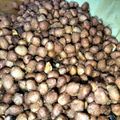 Cooksnap dari ummu alghiffary untuk resep Kacang disco