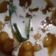 Cooksnap dari grey widyarni untuk resep Bubur Candil Ketan