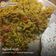 Jayshree Soni's cooksnap of when they made વેજીટેબલ ખીચડી (Vegetable Khichdi Recipe In Gujarati).