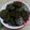 Jayshree Chotalia's cooksnap of when they made પાત્રા  (Patra Recipe In Gujarati).