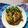 স্বর্নাক্ষী চ্যাটার্জি 's cooksnap of when they made কাঁচা পার্সের ঝাল (kancha parsher jhal recipe in bengali).