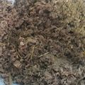 Cooksnap dari Mitha Bundanya Zifa untuk resep 134. Abon Ikan Tuna (Iwak Rabuk Tuna)
