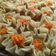 Cooksnap dari Hasriani Al Madzkubah untuk resep Dimsum Ayam Simpel