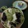 Cooksnap dari tutie ichwani untuk resep Bolkus Mekar Oreo (Metode All in One)