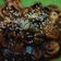 Cooksnap dari Deean untuk resep Nakji Bokkeum (Gurita Pedas ala Korea)