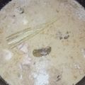 Cooksnap dari Fitria Jayanti Annisa untuk resep Nasi Gandul Khas Pati