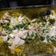 El cooksnap de Monica Riffo cuando hizo Salmón al perejil.