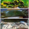 Cooksnap dari Shofika Arifiani untuk resep Pepes Tahu Teri Kemangi