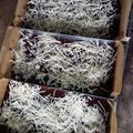 Cooksnap dari Chara Tiana untuk resep Fudgy Brownies shiny crust