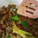 Cooksnap dari Nia Fujiwati untuk resep Ati Ampela Goreng Bumbu Kuning Dengan Jamur Kancing