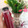 Cooksnap dari Bunattar untuk resep Jus Bit Wortel