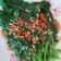 Cooksnap dari Eko Lilis untuk resep Kailan cah bawang putih ala resto