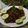 Cooksnap dari fitri_nyimas untuk resep Ikan kerapu panggang di teflon dengan baluran sambal kecap