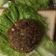 Cooksnap dari Arsi Oktanuri untuk resep Beef Steak Patty