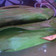 Cooksnap dari Dina A N untuk resep Nasi Bakar Ikan Peda