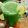 Sarita Srivastava's cooksnap of when they made Cucumber Lemon & Ginger Juice.
