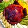 Cooksnap dari Apple Kitchen untuk resep Ayam kodok
