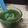 Cooksnap dari anceecu untuk resep #jus daun katuk busui👌