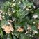 รูป Cooksnap ของ Paweena Latham เมื่อเขาทำ ใบเหลียงผัดไข่ ง่ายๆ
