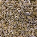 El cooksnap de poramoralhambre cuando hizo Haz tu propio germinado de lenteja 😋.