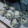 Cooksnap dari Nur Hayanti untuk resep Oreo Cheesecake Lumer