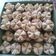 Cooksnap dari Wiwin Mariani untuk resep Bolu kukus mekar lembut