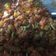 Cooksnap dari Anita untuk resep Sambal Goreng Hati ala Cirebon #menulebaran