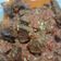 Cooksnap dari Acho Kerenz untuk resep Oseng Mercon Daging