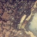 صورة من Huda Alsultani، شاركها بعد تجربة وصفة طبقات البسكوت بالشوكولاتة والنسكافيه 🌸