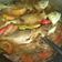 Cooksnap dari rismaijes untuk resep Sup Ikan Selar Kuah Kuning
