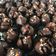 Cooksnap dari Pricylia Yuliana untuk resep Kue kering Coklat Chococrunch